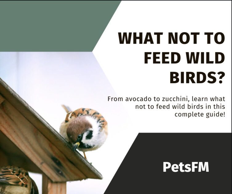 What Not To Feed Wild Birds? A-Z Complete Guide