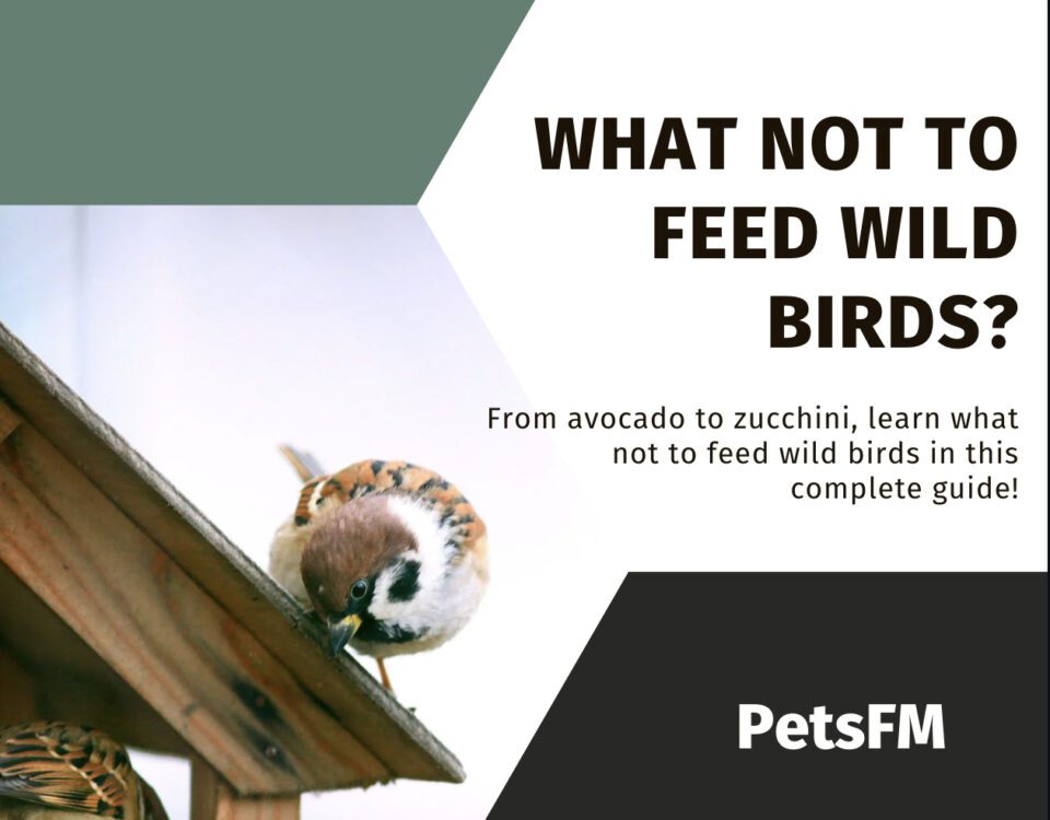 What Not To Feed Wild Birds? A-Z Complete Guide