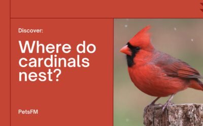 Where Do Cardinals Nest? [Nesting Habits & Behaviour]