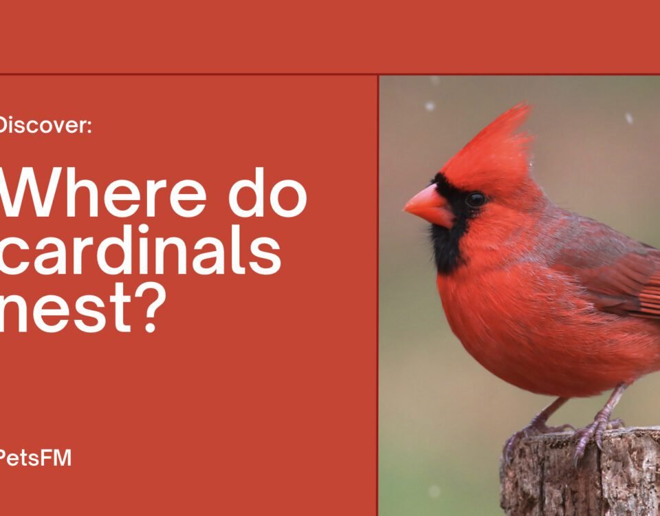 Where do cardinals nest?