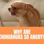 Why Are Chihuahuas So Angry?