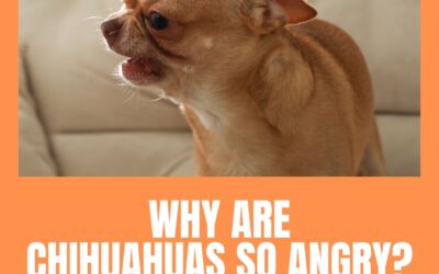 Why Are Chihuahuas So Angry? 7 Management Techniques