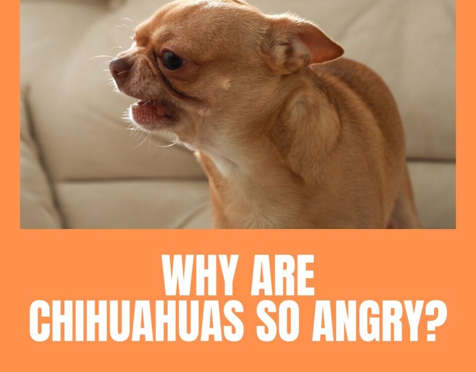 Why Are Chihuahuas So Angry?