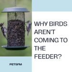 Why Birds Aren’t Coming to the Feeder? [Causes & Solutions]