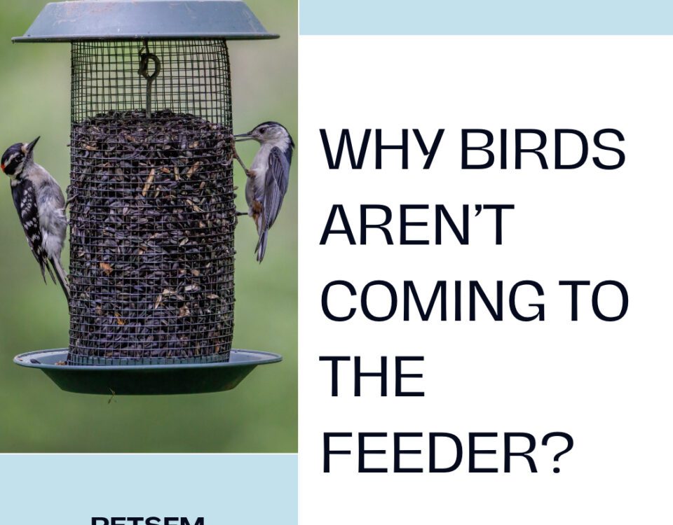 Why Birds Aren’t Coming to the Feeder? [Causes & Solutions]