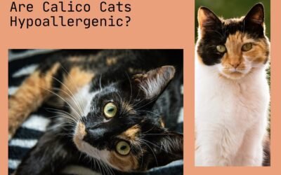 Are Calico Cats Hypoallergenic? Should You Get Them?