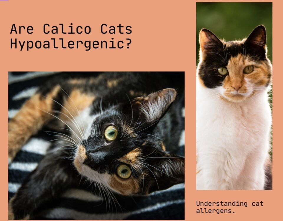 Are Calico Cats Hypoallergenic