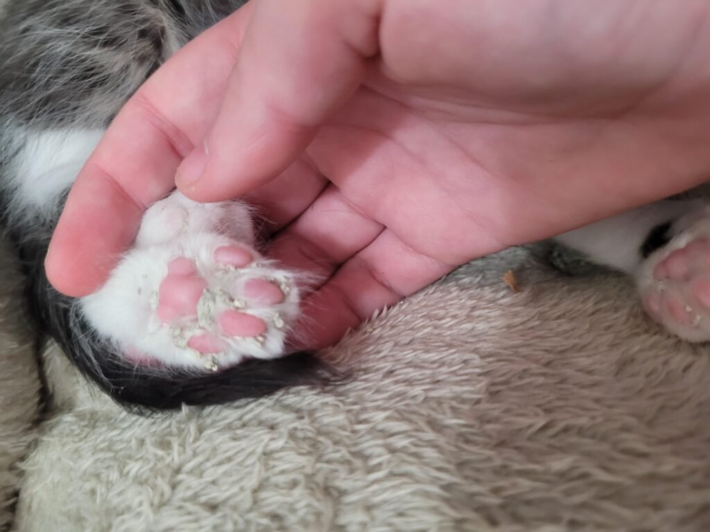 Cat Litter Stuck in Paws