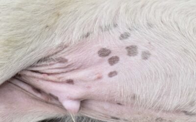 12 reasons behind brown spots on dogs belly that look like dirt