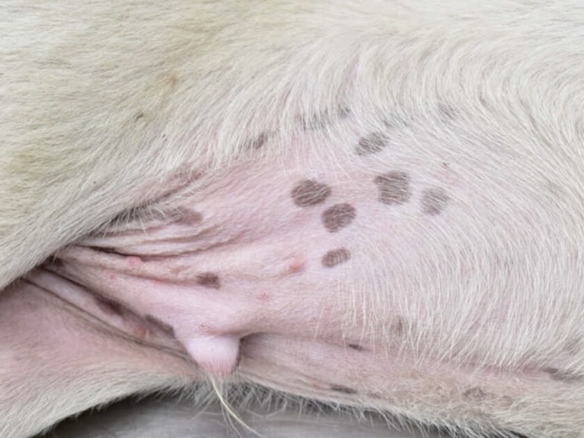 What are brown spots on dogs belly looks like dirt?