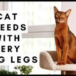 Cat Breeds With Very Long Legs