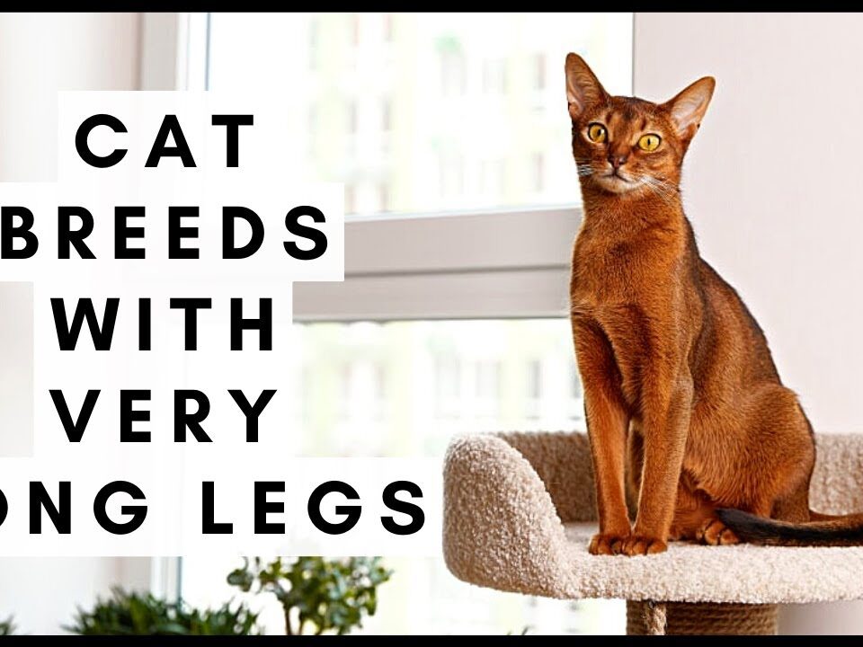 Cat Breeds With Very Long Legs