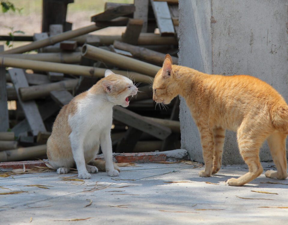 Why is My Male Cat Attacking Female Cat? How To Stop?