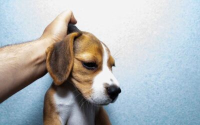 Do’s and Don’ts of Scruffing Your Dog: A Comprehensive Guide