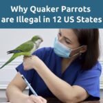 4 Reasons Why Quaker Parrots are Illegal in 12 States of the US