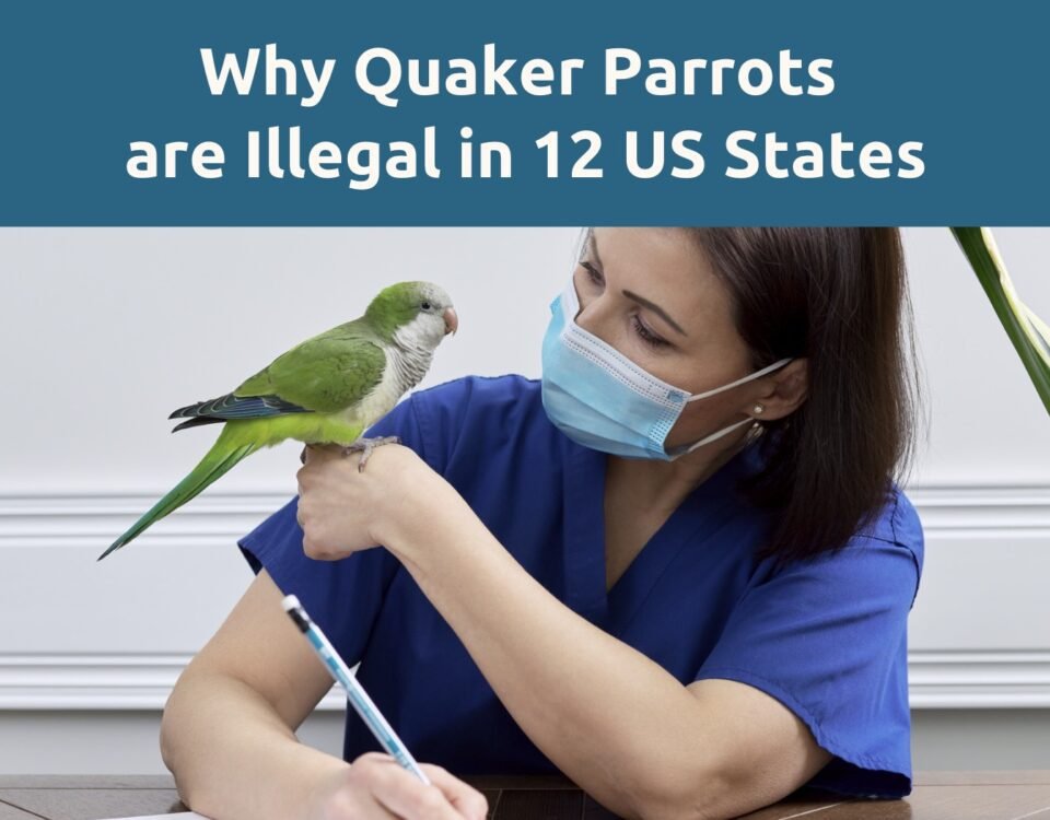 4 Reasons Why Quaker Parrots are Illegal in 12 States of the US