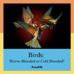 Are Birds Warm-Blooded or Cold Blooded?
