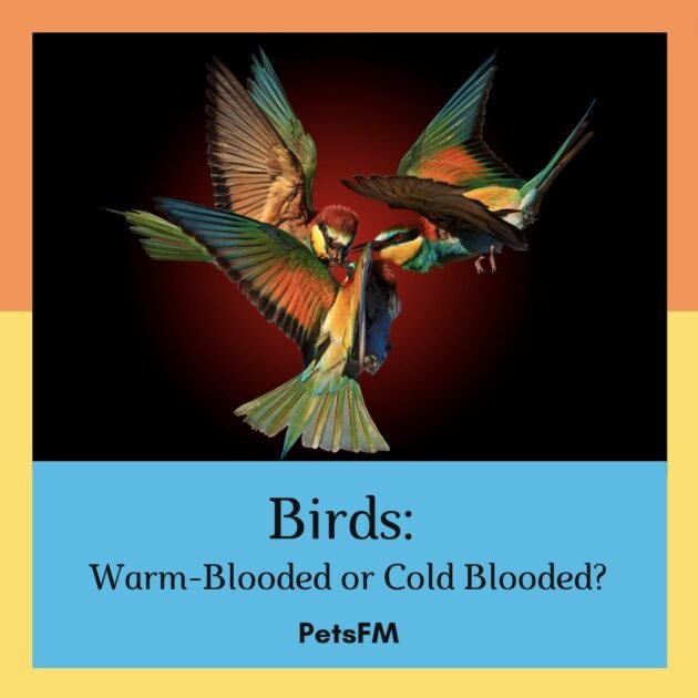 Are Birds Warm-Blooded or Cold Blooded?