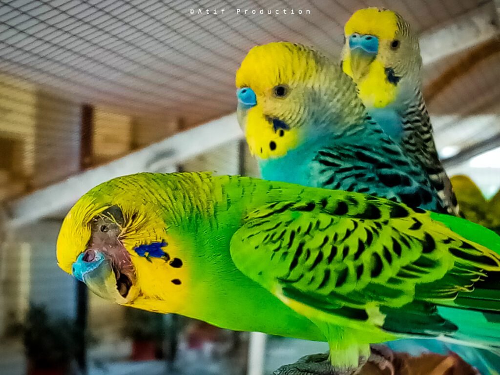 Budgies, aka Parakeets or Small parrots