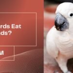 Can Birds Eat Almonds?