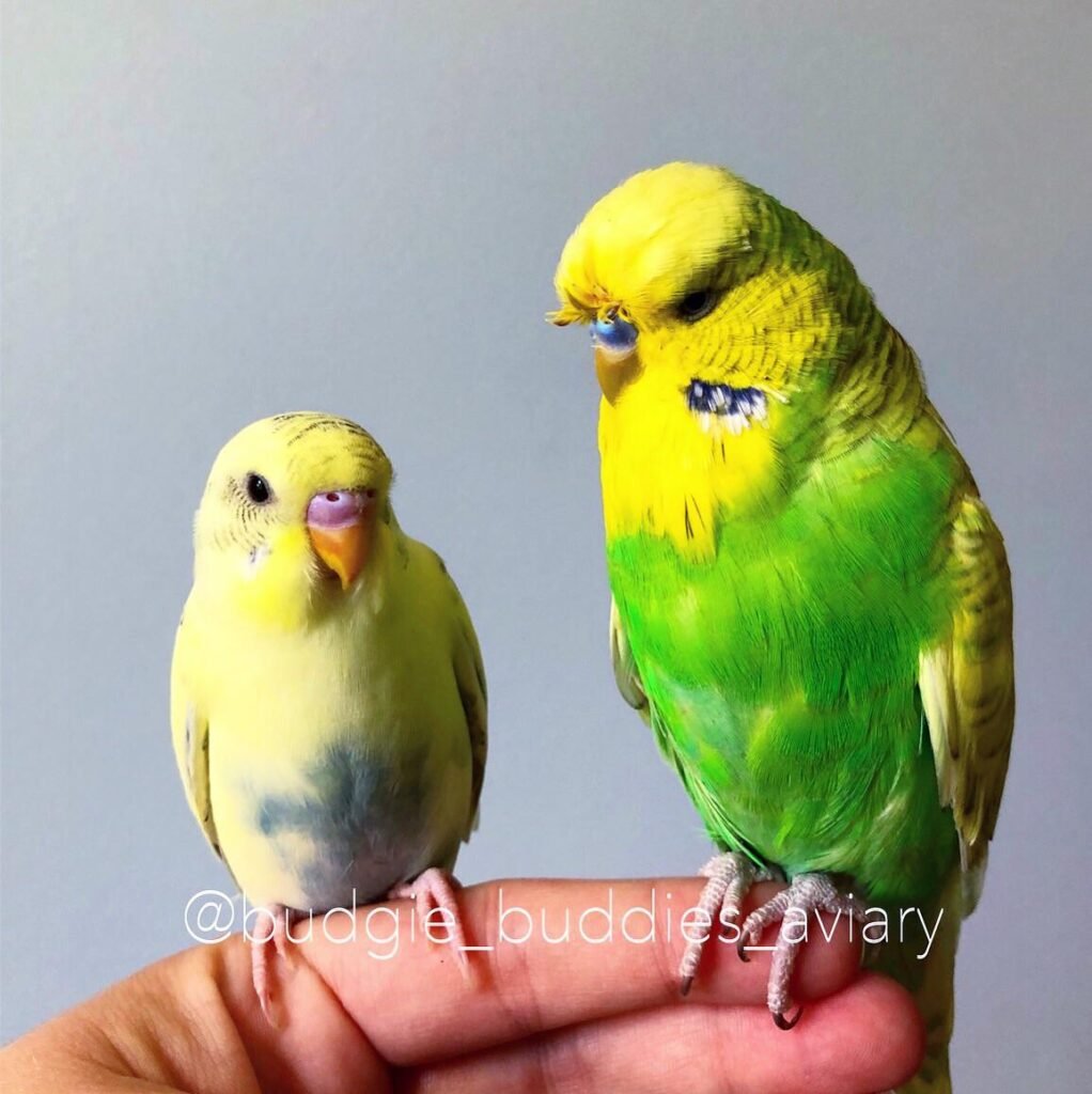 Quality Differences between American and English Budgie