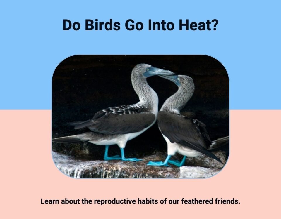 Do Birds Go Into Heat?