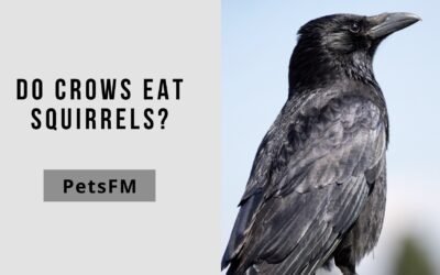 Do Crows Eat Squirrels? Let’s Find Out in Detail! [2024 Updated]