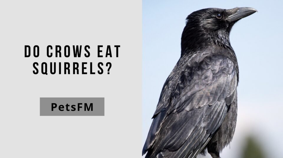 Do Crows Eat Squirrels? Let’s Find Out in Detail