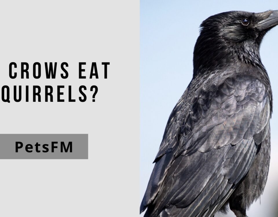 Do Crows Eat Squirrels? Let’s Find Out in Detail