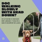 Dog Walking Slowly With Head Down? [Reasons & How To Address]