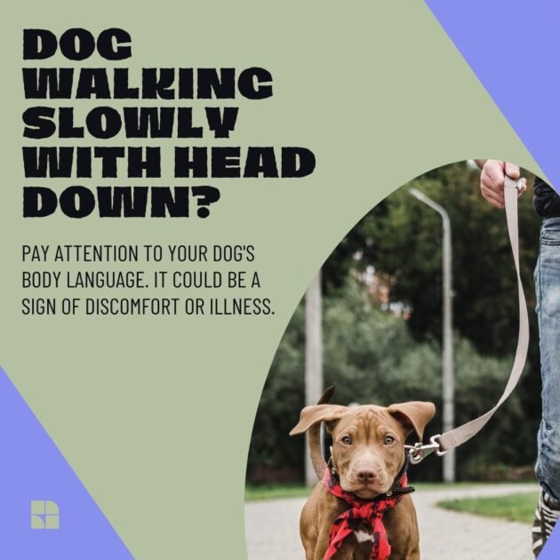 Dog Walking Slowly With Head Down? [Reasons & How To Address]