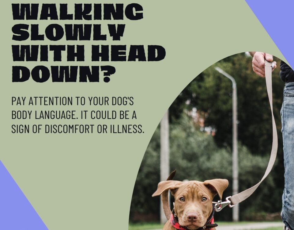 Dog Walking Slowly With Head Down? [Reasons & How To Address]