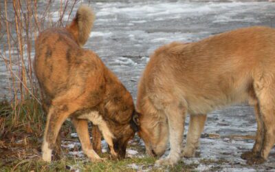 Do female dogs feel pleasure when they mate? Myth debunked!