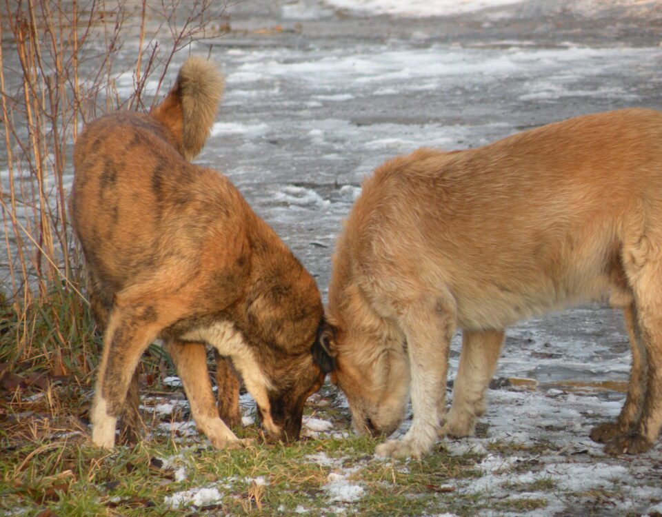 Do Female Dogs Feel Pleasure When They Mate?