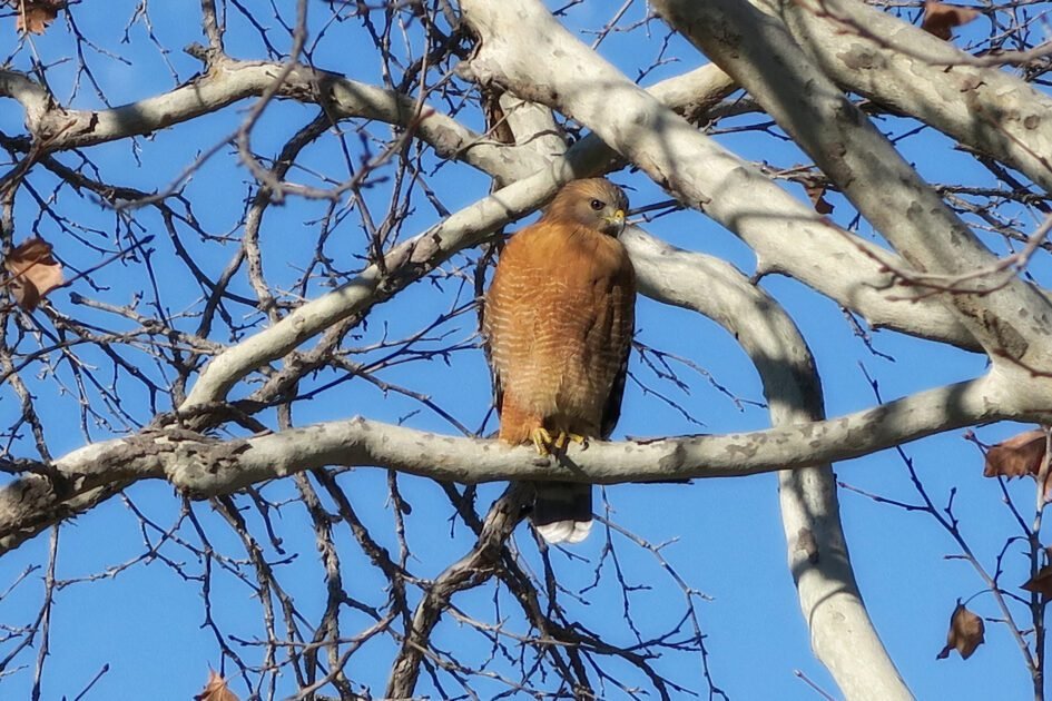 Pros and Cons of Having Hawks in Your Backyard