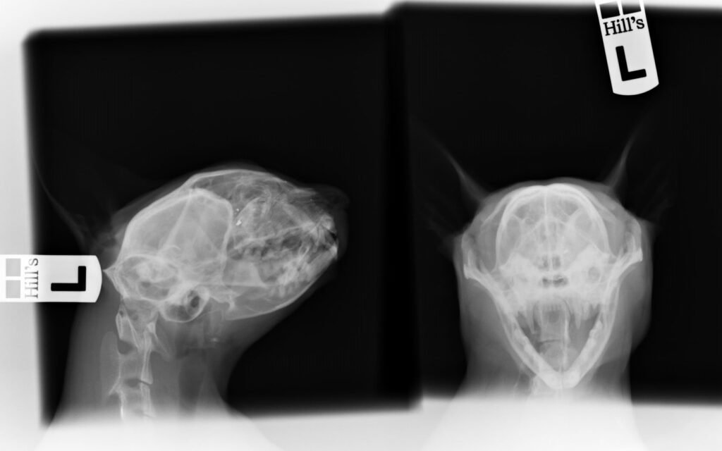Cat's X-Ray