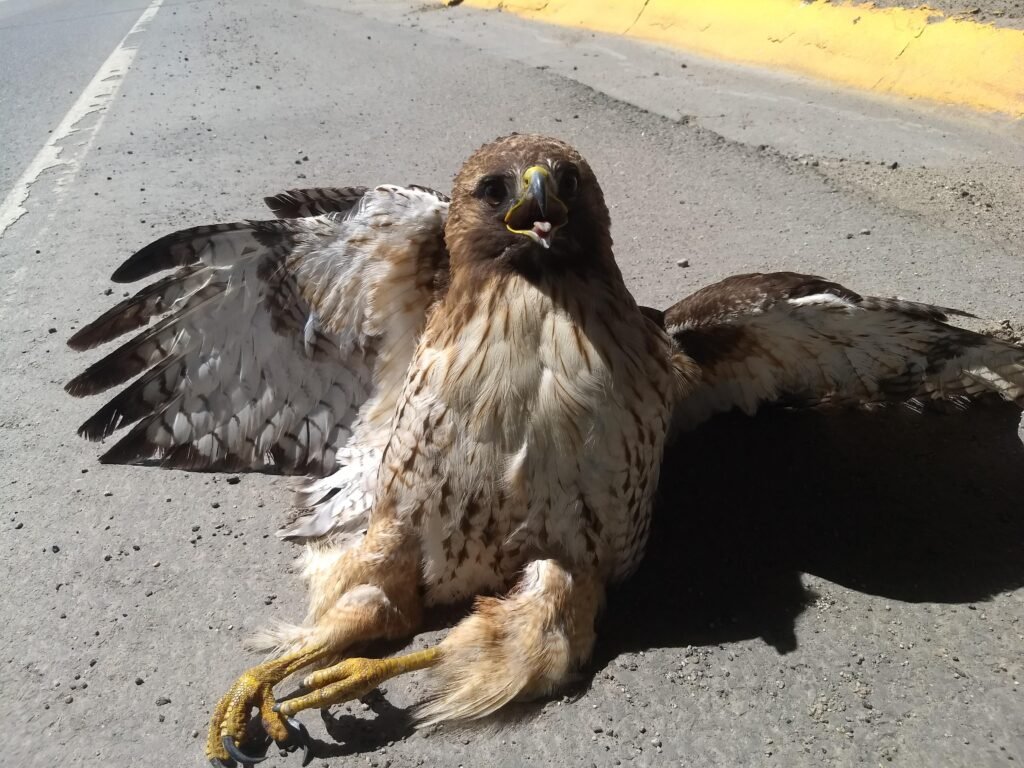 Injured Hawk