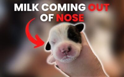 Milk coming out of puppy’s nose when nursing? 9+ Reasons