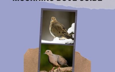 Mourning Dove – Nesting, Feeding, Mating Habits etc.