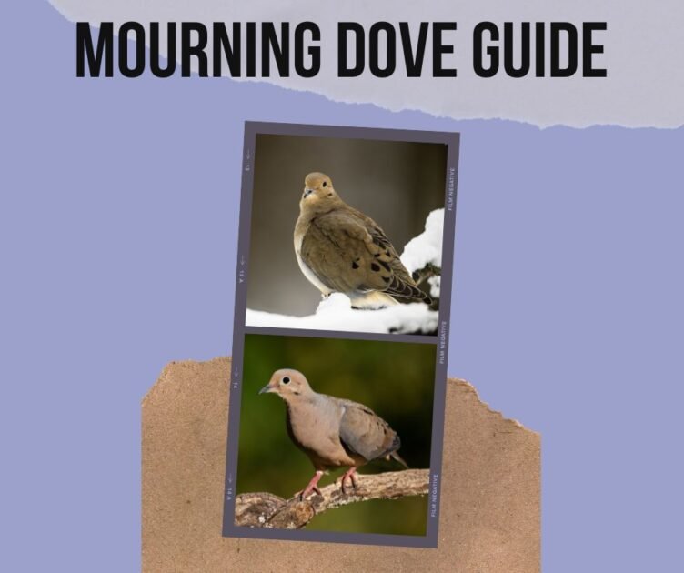 Mourning Dove - Nesting, Feeding, & Mating Habits