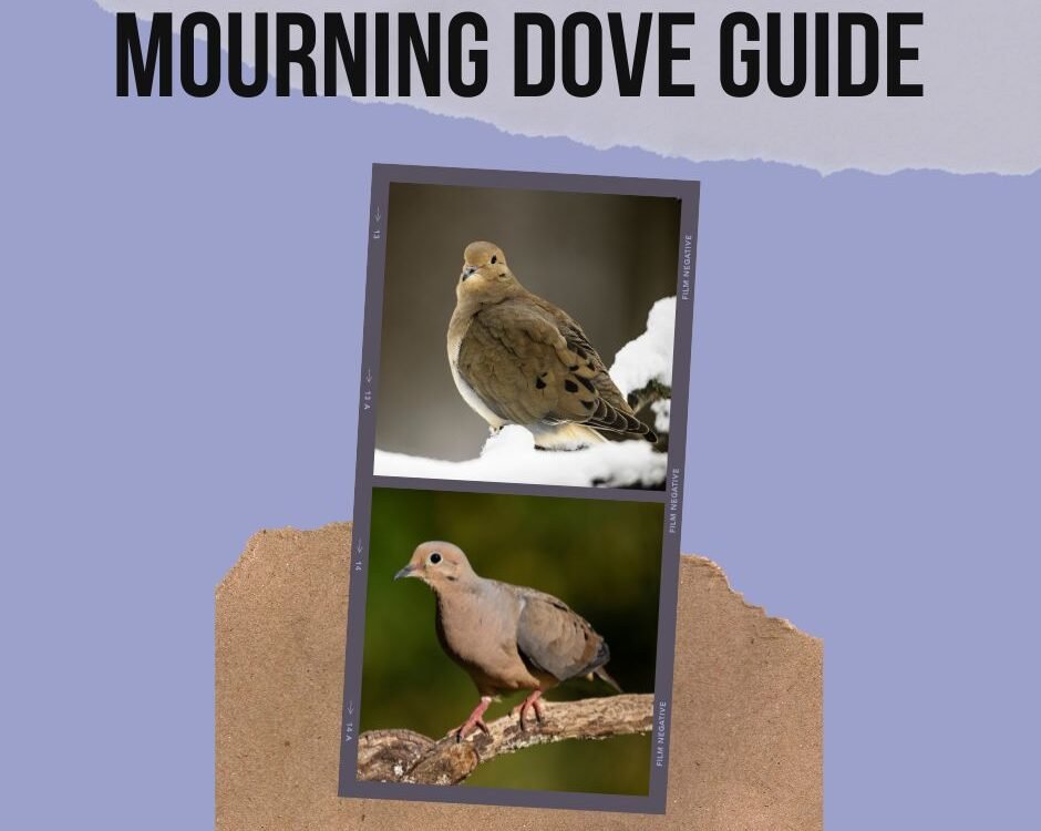Mourning Dove - Nesting, Feeding, & Mating Habits