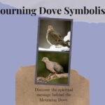 Mourning Dove Spiritual Meaning (+Dreams, Spirit, Power & Totem)