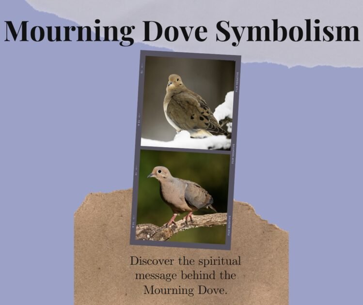 Mourning Dove Spiritual Meaning (+Dreams, Spirit, Power & Totem)