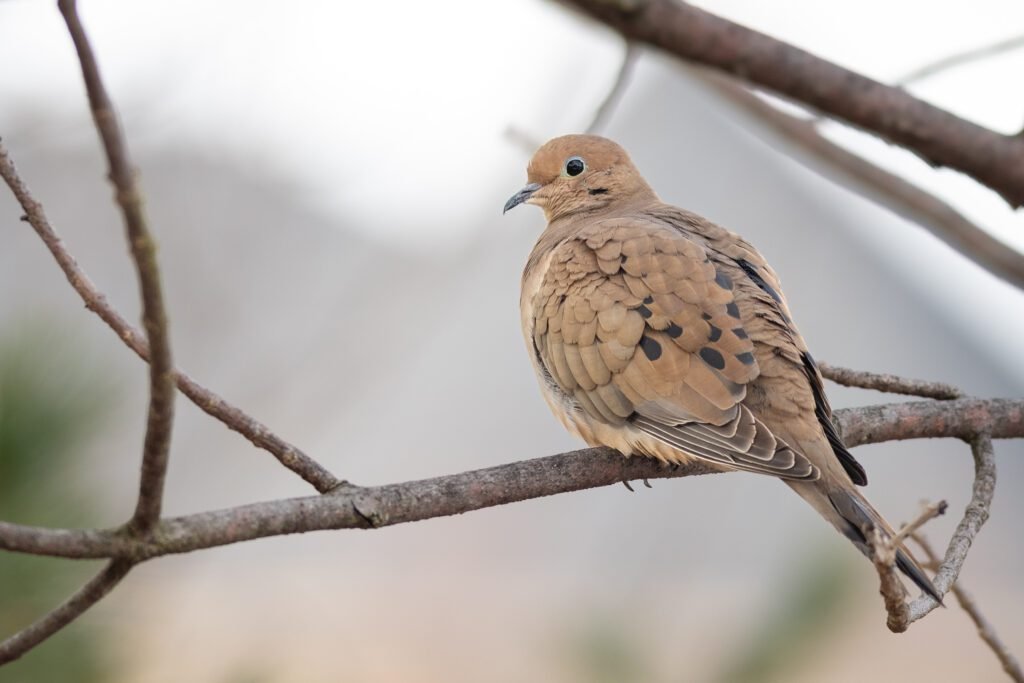 Mourning Dove on Tree