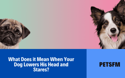 My dog lowers his head and stares: Canine behaviour explained