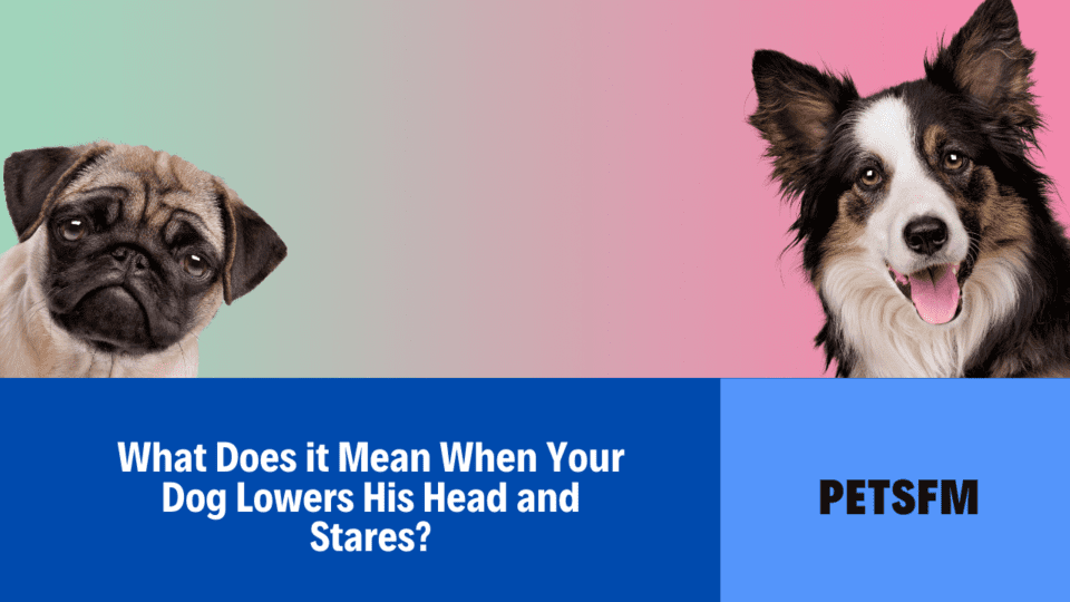 What Does it Mean When Your Dog Lowers His Head and Stares?