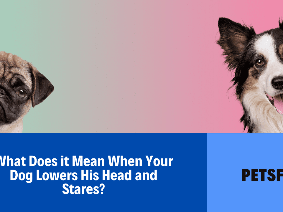 What Does it Mean When Your Dog Lowers His Head and Stares?