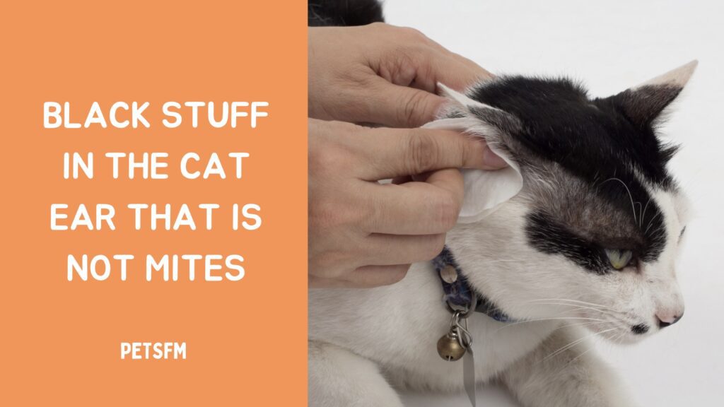how to get rid of black stuff in cat ear not mites