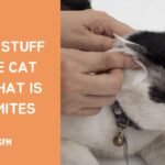 What is black stuff in the cat ear that is not mites? Explained