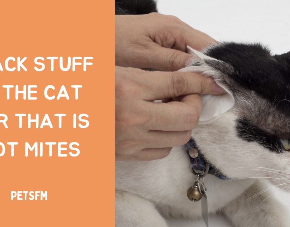What is black stuff in the cat ear that is not mites? Explained